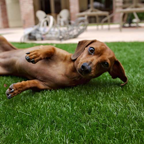 image of small dog on synlawn Nebraska artificial grass for pets