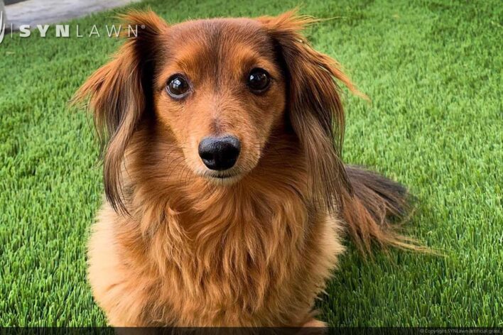 SYNLawn Nebraska pets artificial grass safe for dogs cats and all animals