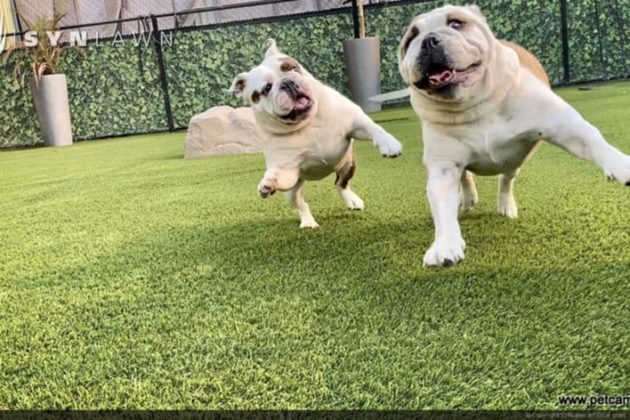 SYNLawn Nebraska pets camp dogs playing doggy day care facility